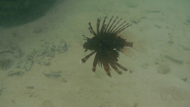 Крылатка в лагуне @ Maldives, Rahaa. 2023 смотреть онлайн