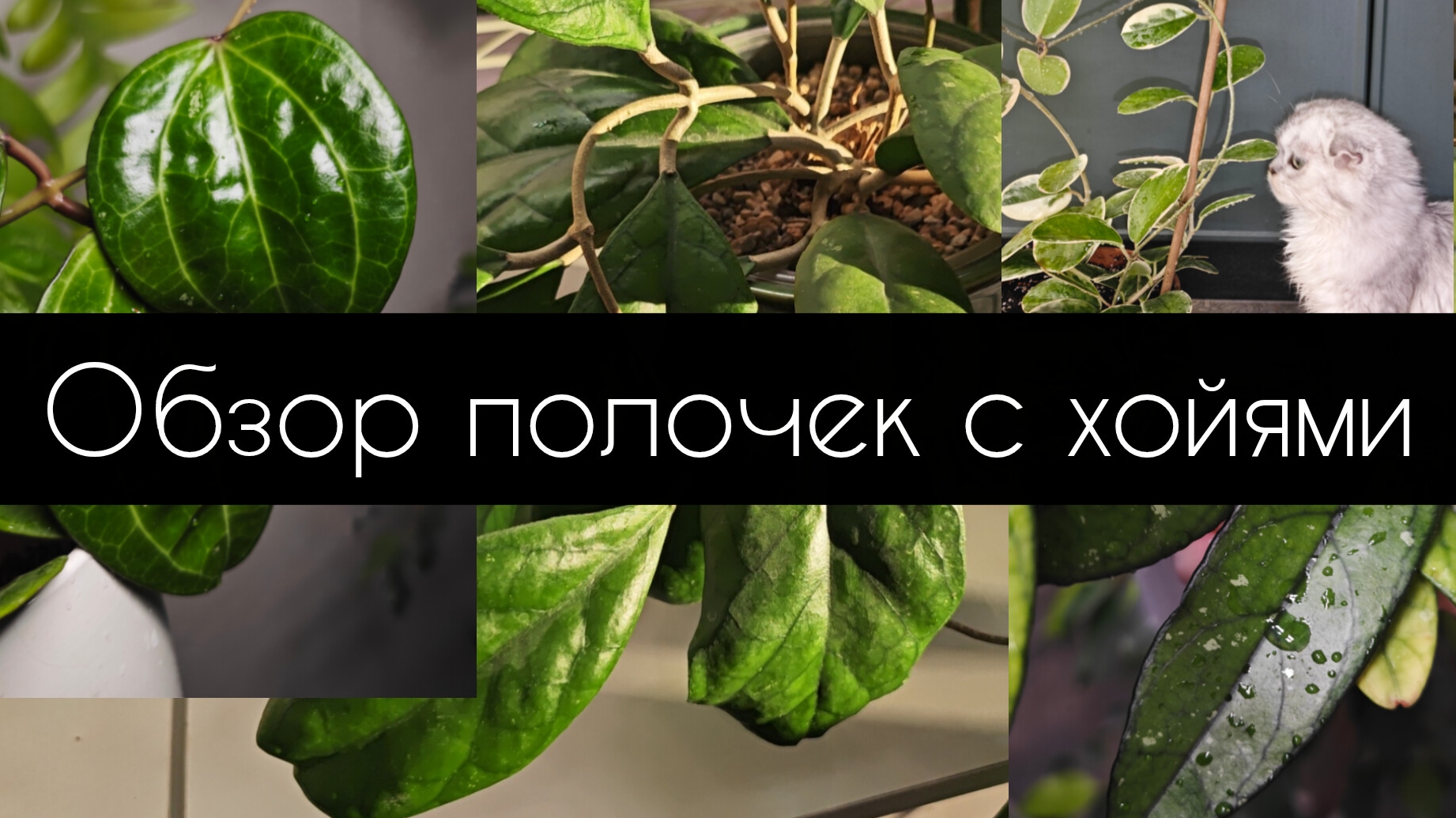 обзор полочки с хойями. ноябрь 2025 смотреть онлайн