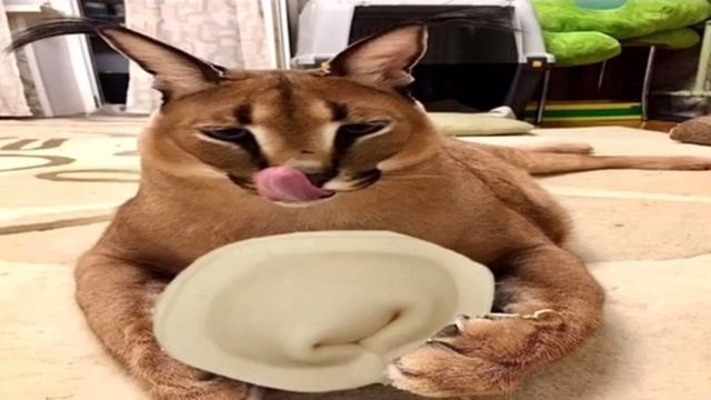 Шлёпа учит готовить пельмени 🥟