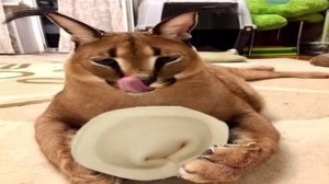 Шлёпа учит готовить пельмени 🥟