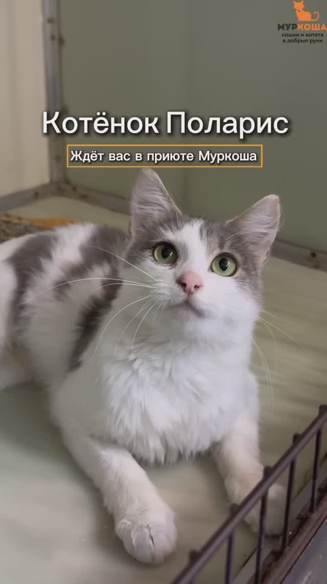 Поларис (уже дома)