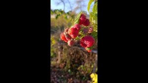 🍂🍂🍂5 ноября🍁🍁🍁Хороший солнечный денёк ☀️