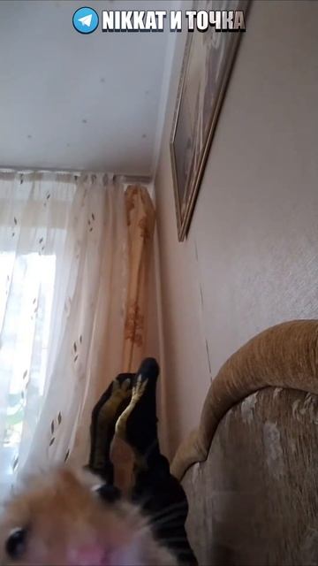 Нейро t2x2, детка любит бум бум | Свежие Мемы из TikTok в Shorts! #nikkat #мем #новости смотреть онлайн