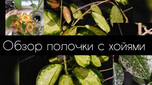 обзор полочки с хойями. ноябрь 2025