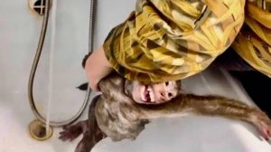 Анфиса СПАСИТЕ, ПОМОГИТЕ - КУПАЮТ