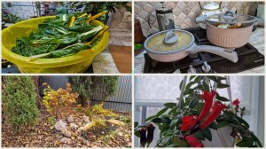 Заготовка мангольд впрок. Новая супер посуда🔥  и умные розетки. Не цветок, а настоящий восторг 😍