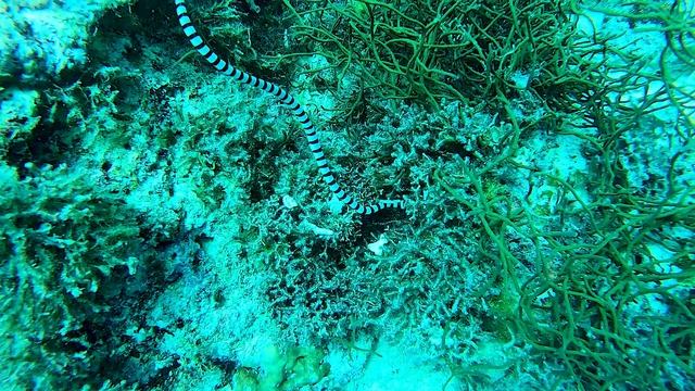 Доминутки ))) Филиппины. Enhydrina schistosa - Обычная морская змея