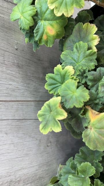 Благоприятные условия для Герани ЗИМОЙ смотреть онлайн