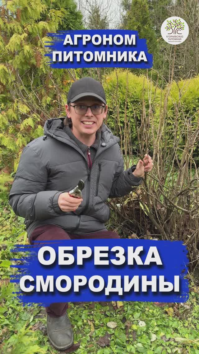 ОБРЕЗКА ЧЁРНОЙ СМОРОДИНЫ смотреть онлайн