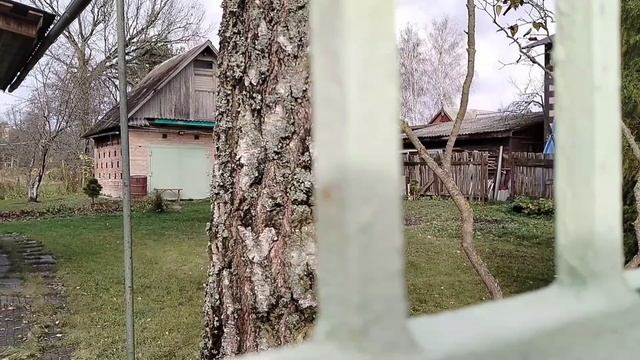 Сажаю сосны осенью 2025 на новый участок. смотреть онлайн