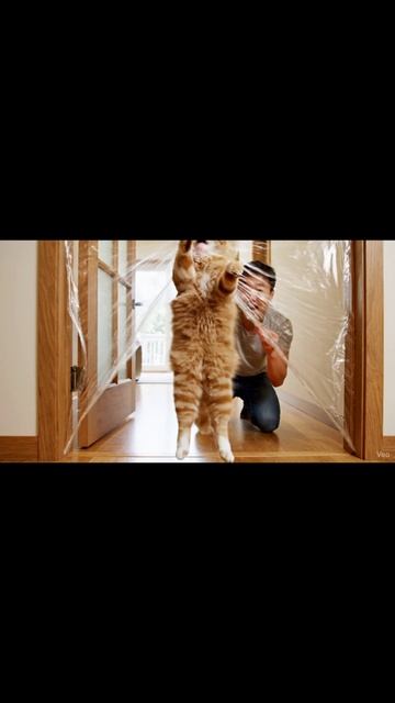 Устроил коту "невидимую стену" 😹 (он был в шоке) | Invisible Wall Challenge #shorts #funnycat