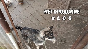 Незваный гость. НУТРИИ наедаются на зиму витаминов. 2.11.25