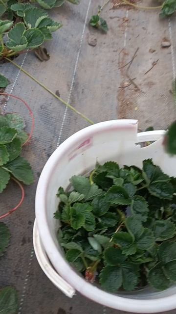 результат Икар револт на клубнике через неделю 🍓🍓🍓 смотреть онлайн