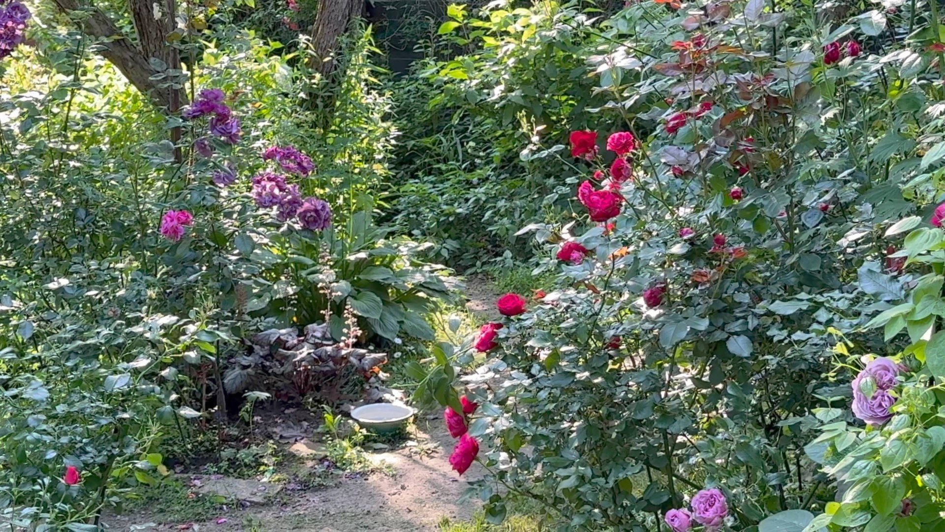 Июль в Саду 13 июля 2025 часть 1 смотреть онлайн