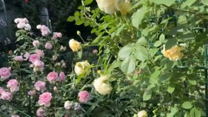 Небольшой обзор сада, Роза Зе Пилгрим🌼и компания🌸🌺🌼