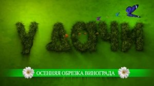 У ДАЧИ. ОСЕННЯЯ ОБРЕЗКА ВИНОГРАДА