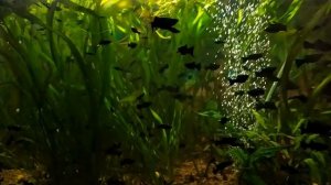 Моллинезия-самый простой способ разведения.