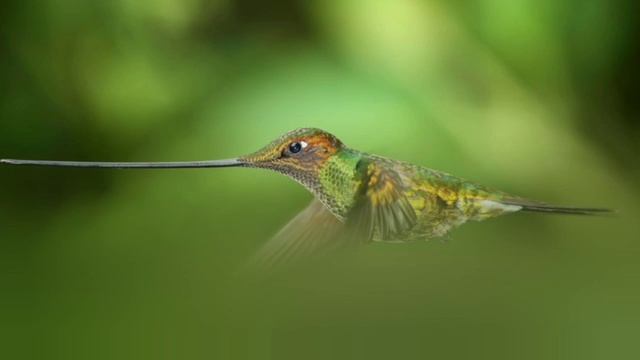 У кого самый длинный клюв?