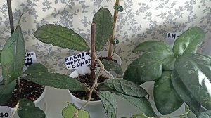 Новые Хойи Этого Сезона 2 часть