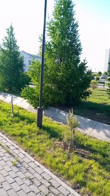 Ёлочки и тополь