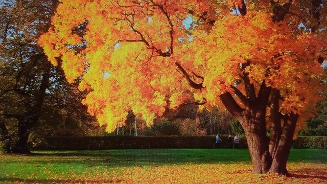 В подворотне осень с ветром танцевала. Елена Карпук смотреть онлайн