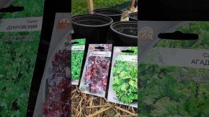 ПОДОКОННИК ВМЕСТО ГРЯДКИ - СЕКРЕТ БЕСКОНЕЧНОЙ ЗЕЛЕНИ ЗИМОЙ