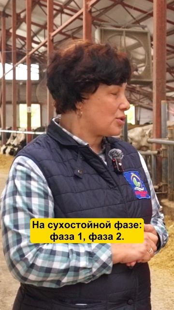 Как правильно кормить КОРОВ? #фермер #коровы #сельскоехозяйство #ферма #молоко #агро смотреть онлайн