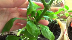 Огород на окошке в сентябре, обзор, видео из старых запасов!