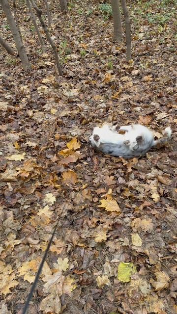 Бетти и лесное чудище) смотреть онлайн