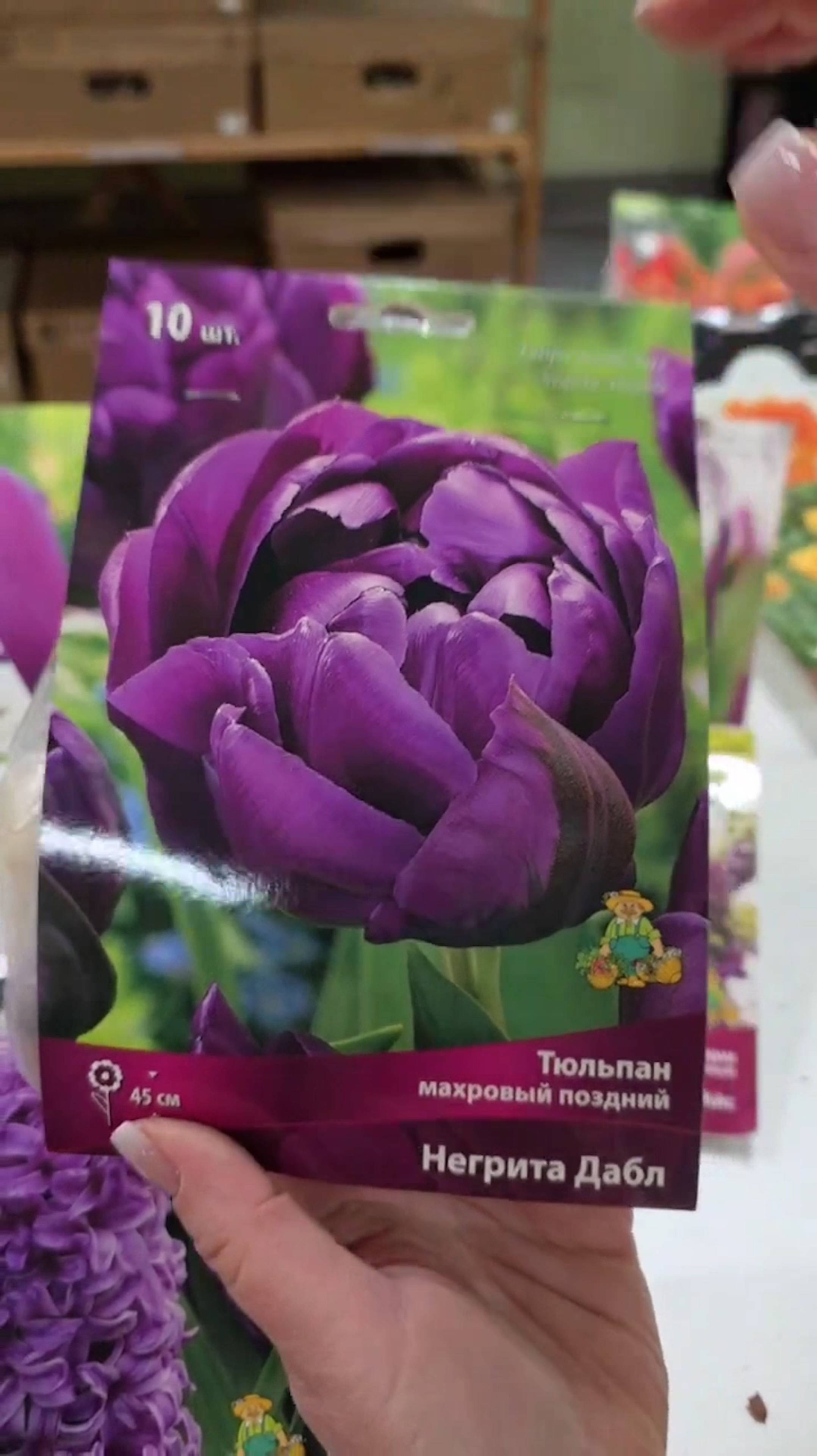 Лиловая композиция в саду! С чем сочетать лиловые тюльпаны?