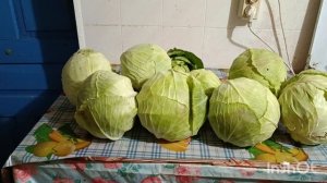 В ноябре гусеницы сжирают капусту.