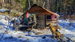 Ушёл в глухую тайгу Нашёл мальнькую избу