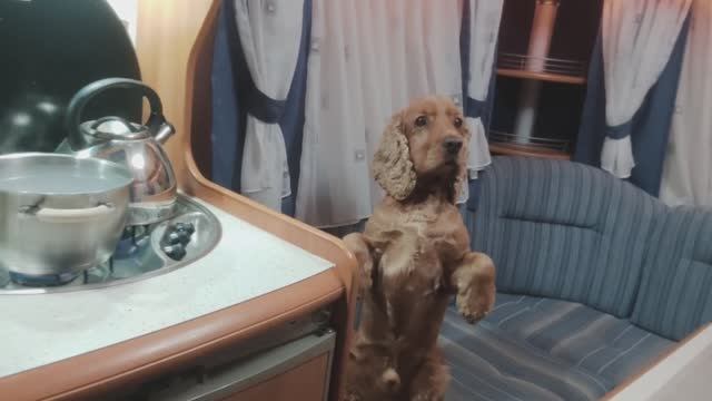 Жизнь в доме на колёсах, готовка. Покупки для дачи и сада. смотреть онлайн