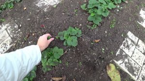 МЫ ВЕРНУЛИСЬ/ОТВЕТЫ НА КОММЕНТАРИИ /КОСИМ ТРАВУ/УЛУЧШАЕМ ДОМ/