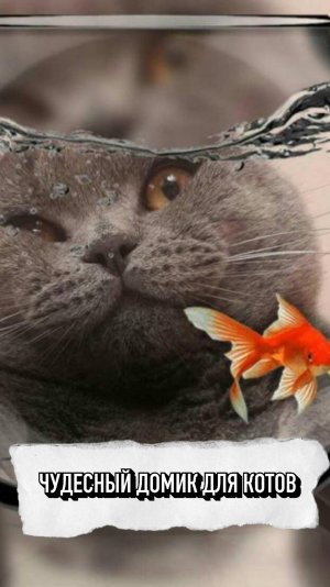 Неожиданный Сюрприз Для Кошек❤️