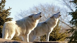 Вой волка, вой на луну, вой стаи волков. Звуки волка
