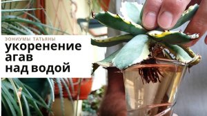 110. Как получить корни у агав над водой