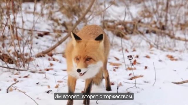 Ep.164 Childrens Christmas Program (Russian Subtitles) смотреть онлайн