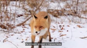 Ep.164 Childrens Christmas Program (Russian Subtitles)