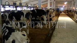 Работника племзавода засосало в транспортер с навозом и он погиб