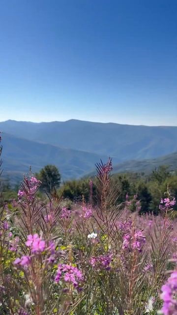 Ruski čaj. Kiprovina. #serbia #novisad #srbija #niš #serbiatravel #иванчай #ruskirecepti #recepti смотреть онлайн