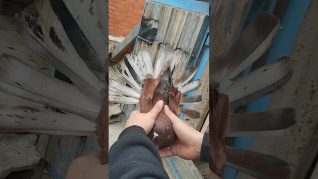 Мариупольские голуби П.Л.Скударя 6.11.2025 смотреть онлайн