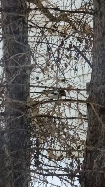 Ноябрь🌨️ Лиственница🌲 Завтрак сороки🐦⬛ #природа #птицы #сорока #nature #bird #осень #autumn смотреть онлайн