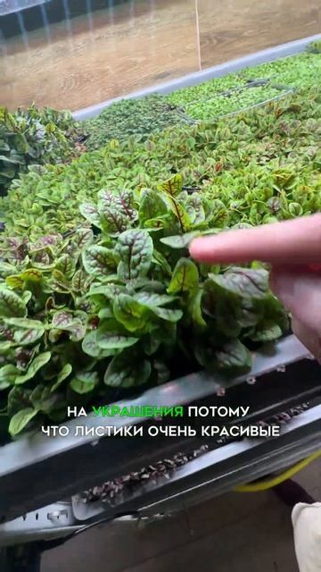 Щавель - нормальная тема! смотреть онлайн