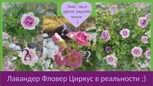 Лавандер Фловер Циркус роза отзыв