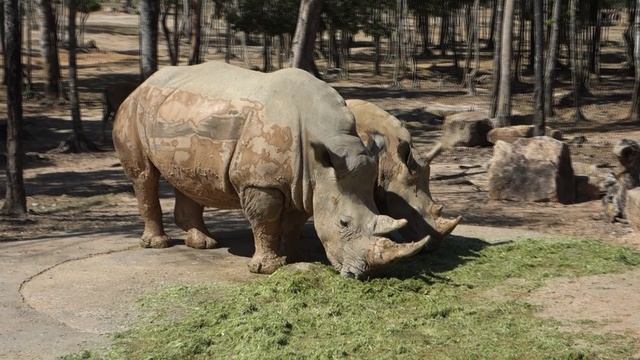 Носороги на сафари @ Вьетнам, о. Фукуок, 2025