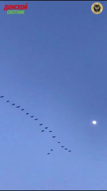 Охота на Гуся -Ульяновская область смотреть онлайн