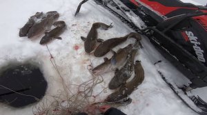 Рыбалка на перемёт, ловля налима. Хороший улов.