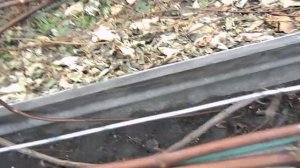 40. Начинаю готовить виноград к укрытию на зиму. 14.10.2025г. 1 часть.