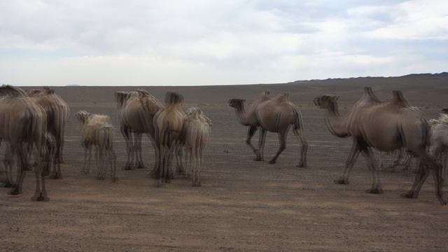 Проехали мимо верблюдов   @ Монголия, 2025